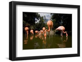 American Flamingos at Ardastra Gardens, Zoo, and Conservation Center-Paul Souders-Framed Photographic Print