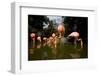 American Flamingos at Ardastra Gardens, Zoo, and Conservation Center-Paul Souders-Framed Photographic Print