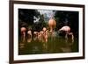 American Flamingos at Ardastra Gardens, Zoo, and Conservation Center-Paul Souders-Framed Photographic Print