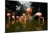 American Flamingos at Ardastra Gardens, Zoo, and Conservation Center-Paul Souders-Mounted Photographic Print