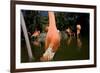 American Flamingos at Ardastra Gardens, Zoo, and Conservation Center-Paul Souders-Framed Photographic Print