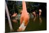 American Flamingos at Ardastra Gardens, Zoo, and Conservation Center-Paul Souders-Mounted Photographic Print