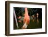 American Flamingos at Ardastra Gardens, Zoo, and Conservation Center-Paul Souders-Framed Photographic Print