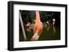 American Flamingos at Ardastra Gardens, Zoo, and Conservation Center-Paul Souders-Framed Photographic Print