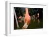 American Flamingos at Ardastra Gardens, Zoo, and Conservation Center-Paul Souders-Framed Photographic Print