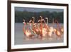 American Flamingos (Phoenicopterus Ruber) Perform Elaborate Marchlike Courtship Displays-Gerrit Vyn-Framed Photographic Print