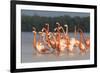 American Flamingos (Phoenicopterus Ruber) Perform Elaborate Marchlike Courtship Displays-Gerrit Vyn-Framed Photographic Print