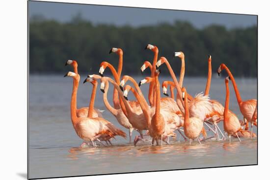 American Flamingos (Phoenicopterus Ruber) Perform Elaborate Marchlike Courtship Displays-Gerrit Vyn-Mounted Photographic Print