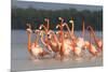 American Flamingos (Phoenicopterus Ruber) Perform Elaborate Marchlike Courtship Displays-Gerrit Vyn-Mounted Photographic Print