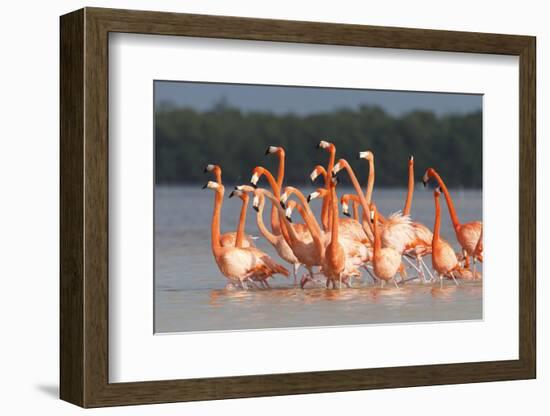 American Flamingos (Phoenicopterus Ruber) Perform Elaborate Marchlike Courtship Displays-Gerrit Vyn-Framed Photographic Print