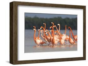 American Flamingos (Phoenicopterus Ruber) Perform Elaborate Marchlike Courtship Displays-Gerrit Vyn-Framed Photographic Print