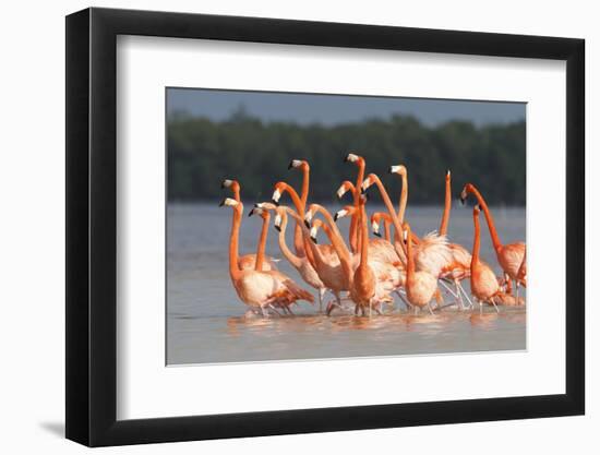 American Flamingos (Phoenicopterus Ruber) Perform Elaborate Marchlike Courtship Displays-Gerrit Vyn-Framed Photographic Print