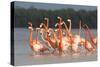 American Flamingos (Phoenicopterus Ruber) Perform Elaborate Marchlike Courtship Displays-Gerrit Vyn-Stretched Canvas