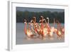 American Flamingos (Phoenicopterus Ruber) Perform Elaborate Marchlike Courtship Displays-Gerrit Vyn-Framed Photographic Print