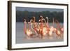 American Flamingos (Phoenicopterus Ruber) Perform Elaborate Marchlike Courtship Displays-Gerrit Vyn-Framed Photographic Print