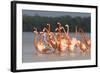 American Flamingos (Phoenicopterus Ruber) Perform Elaborate Marchlike Courtship Displays-Gerrit Vyn-Framed Photographic Print