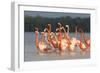 American Flamingos (Phoenicopterus Ruber) Perform Elaborate Marchlike Courtship Displays-Gerrit Vyn-Framed Photographic Print