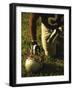 American Football Player Kneeling on the Field-null-Framed Photographic Print