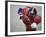 American Football Player Reaching for the Ball-null-Framed Photographic Print