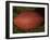 American Football-Paul Sutton-Framed Photographic Print