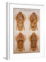 American Frohse Anatomical Wallcharts, Plate 2-null-Framed Giclee Print