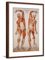 American Frohse Anatomical Wallcharts, Plate 2-null-Framed Giclee Print