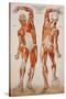 American Frohse Anatomical Wallcharts, Plate 2-null-Stretched Canvas