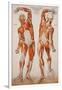 American Frohse Anatomical Wallcharts, Plate 2-null-Framed Giclee Print