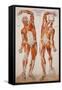 American Frohse Anatomical Wallcharts, Plate 2-null-Framed Stretched Canvas