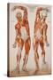 American Frohse Anatomical Wallcharts, Plate 2-null-Stretched Canvas