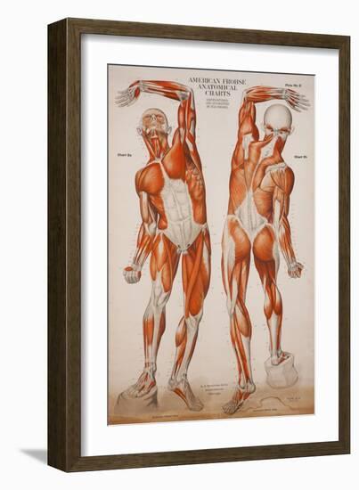 American Frohse Anatomical Wallcharts, Plate 2-null-Framed Giclee Print