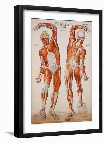 American Frohse Anatomical Wallcharts, Plate 2-null-Framed Giclee Print