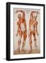 American Frohse Anatomical Wallcharts, Plate 2-null-Framed Giclee Print