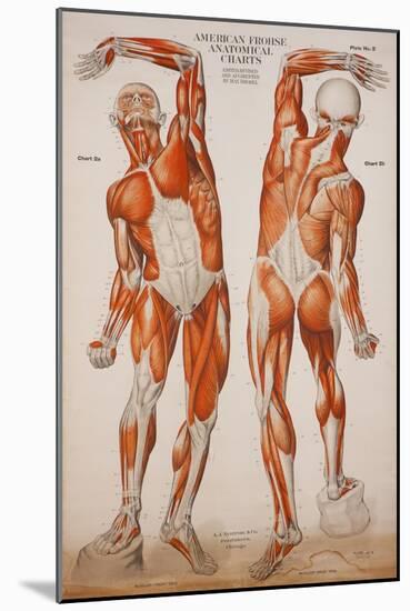 American Frohse Anatomical Wallcharts, Plate 2-null-Mounted Giclee Print