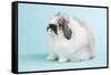 American Fuzzy Lop Rabbit-Lynn M^ Stone-Framed Stretched Canvas