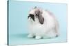 American Fuzzy Lop Rabbit-Lynn M^ Stone-Stretched Canvas