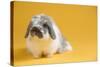 American Fuzzy Lop Rabbit-Lynn M^ Stone-Stretched Canvas