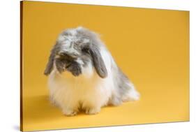 American Fuzzy Lop Rabbit-Lynn M^ Stone-Stretched Canvas