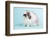 American Fuzzy Lop Rabbit-Lynn M^ Stone-Framed Photographic Print