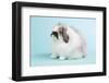 American Fuzzy Lop Rabbit-Lynn M^ Stone-Framed Photographic Print