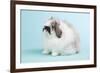 American Fuzzy Lop Rabbit-Lynn M^ Stone-Framed Photographic Print