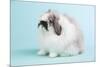 American Fuzzy Lop Rabbit-Lynn M^ Stone-Mounted Photographic Print