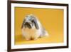 American Fuzzy Lop Rabbit-Lynn M^ Stone-Framed Photographic Print