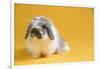 American Fuzzy Lop Rabbit-Lynn M^ Stone-Framed Photographic Print