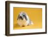 American Fuzzy Lop Rabbit-Lynn M^ Stone-Framed Photographic Print