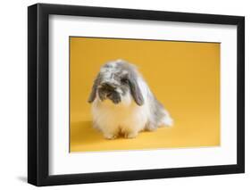 American Fuzzy Lop Rabbit-Lynn M^ Stone-Framed Photographic Print