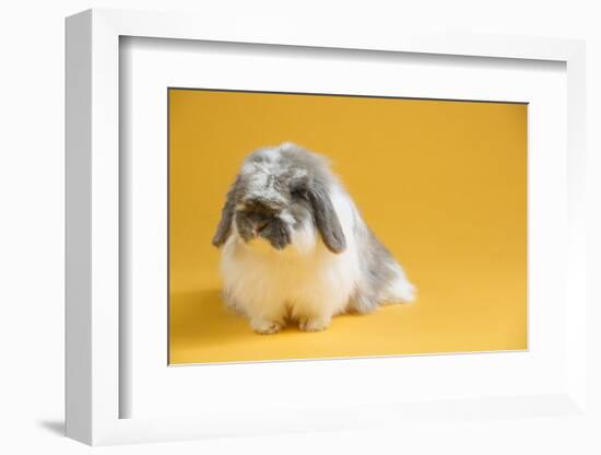 American Fuzzy Lop Rabbit-Lynn M^ Stone-Framed Photographic Print