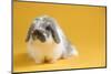 American Fuzzy Lop Rabbit-Lynn M^ Stone-Mounted Photographic Print