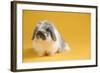 American Fuzzy Lop Rabbit-Lynn M^ Stone-Framed Photographic Print