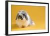 American Fuzzy Lop Rabbit-Lynn M^ Stone-Framed Photographic Print